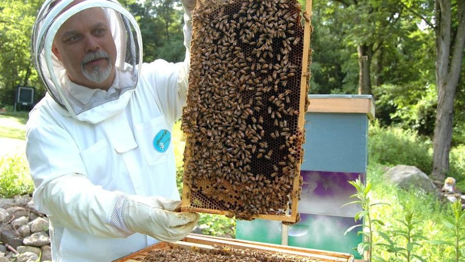 Apiculteur auto-entrepreneur : est-ce que l’analyse du miel est obligatoire ?