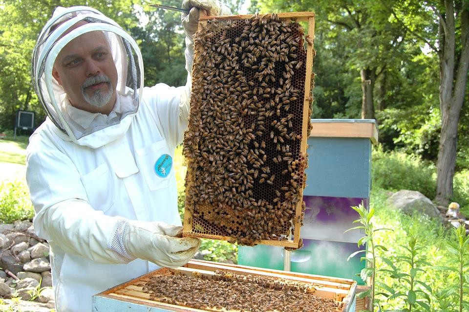 Apiculteur auto-entrepreneur : est-ce que l'analyse du miel est obligatoire ?