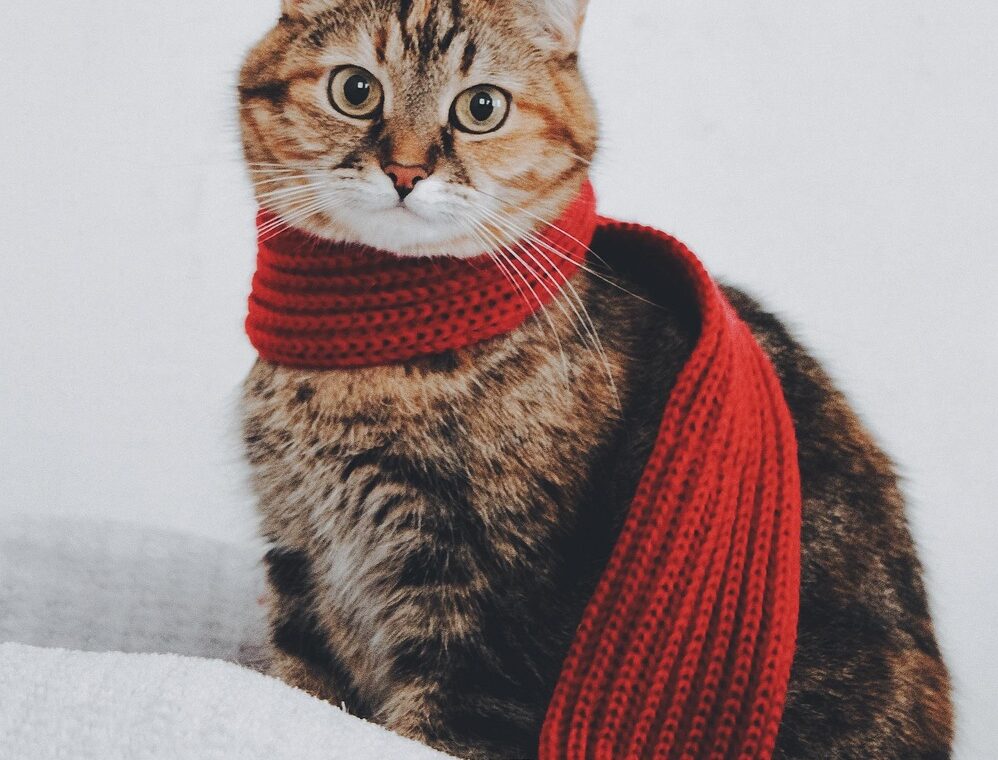 découvrez comment assurer le bien-être et le confort de vos animaux grâce à des conseils pratiques, des astuces et des solutions adaptées à leurs besoins pour une vie heureuse et épanouie.