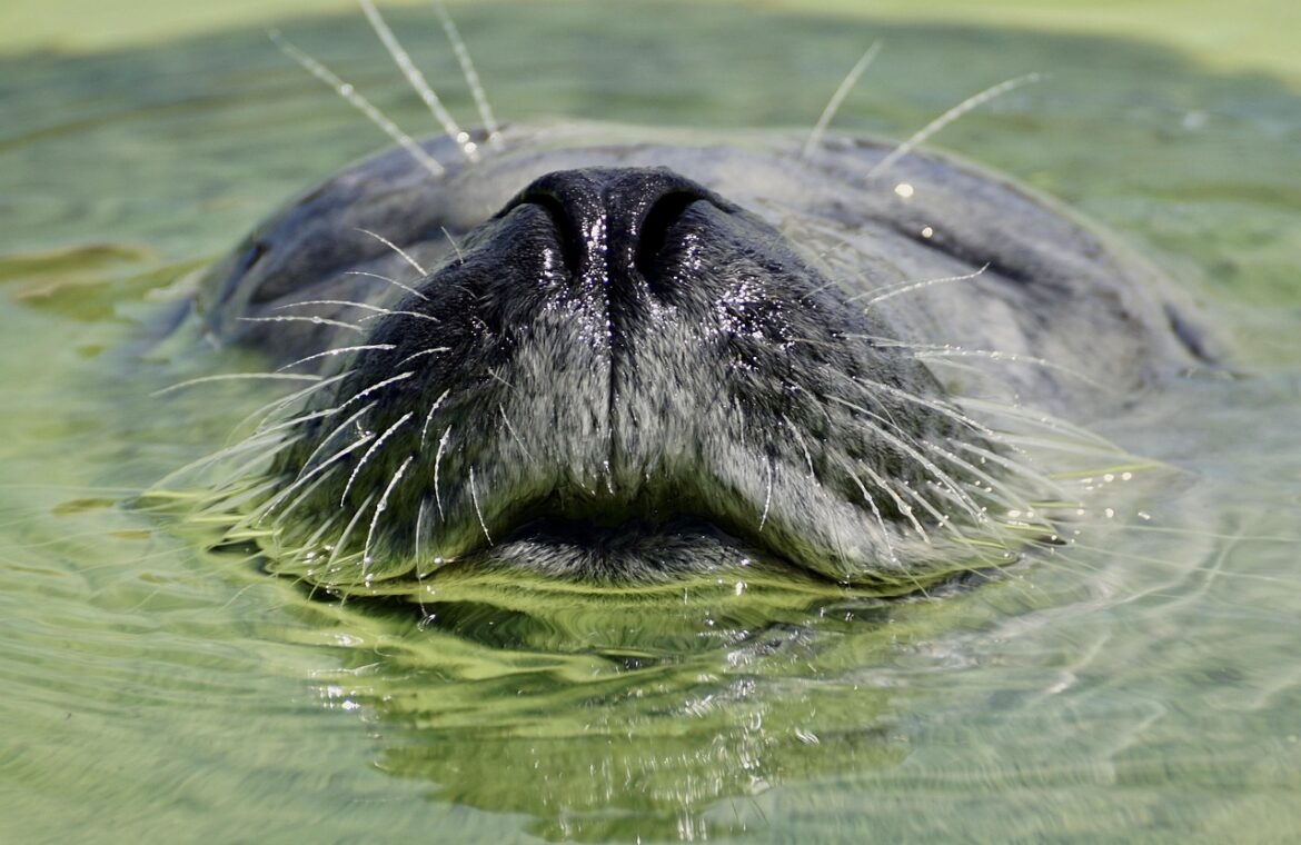 découvrez tout sur le bien-être animal : définitions, enjeux moraux et pratiques, conseils pour améliorer la vie des animaux domestiques et sauvages, et actualités sur la protection animale.