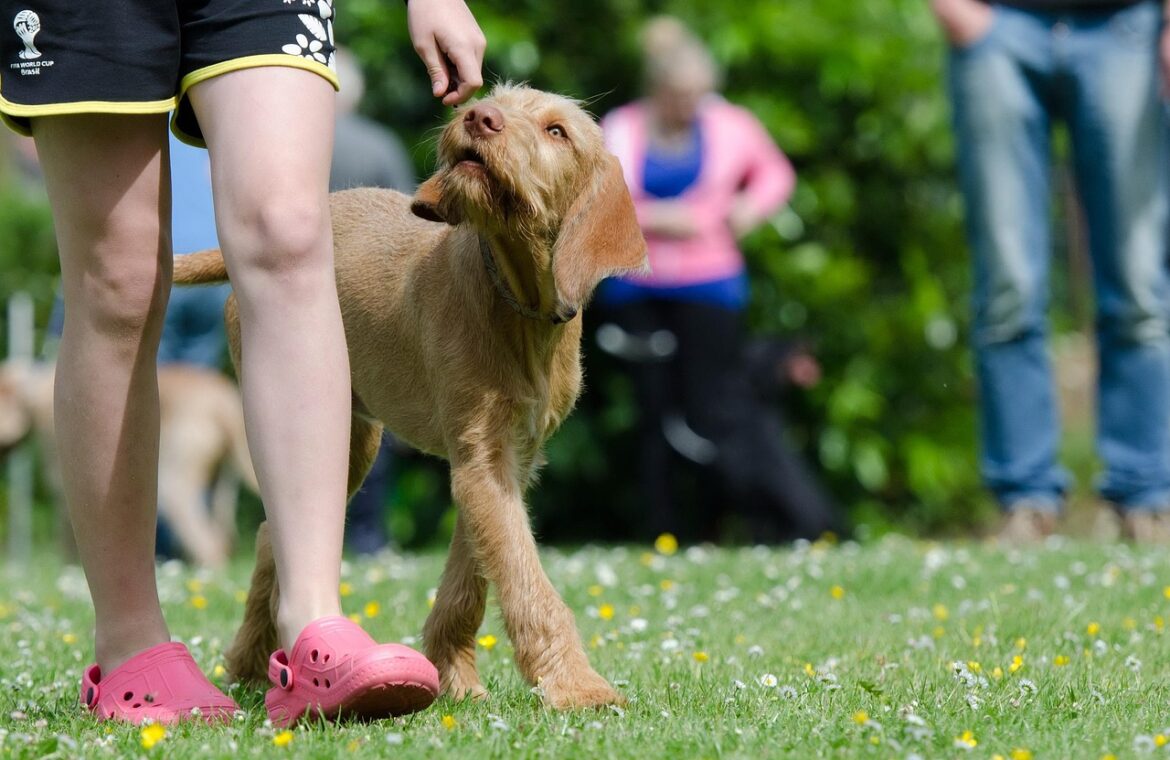 découvrez nos conseils et techniques efficaces pour le dressage de chiens : astuces, méthodes positives et solutions pour éduquer votre chien facilement à la maison.