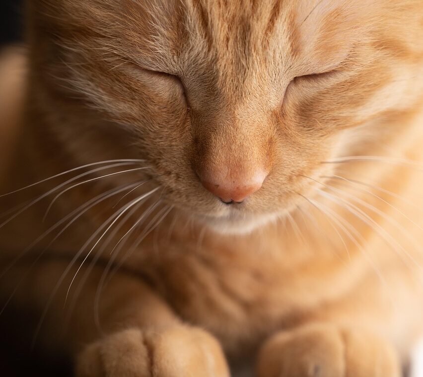 découvrez tout sur l'élevage félin : conseils, bonnes pratiques et informations essentielles pour élever des chats en bonne santé, heureux et conformes aux standards.