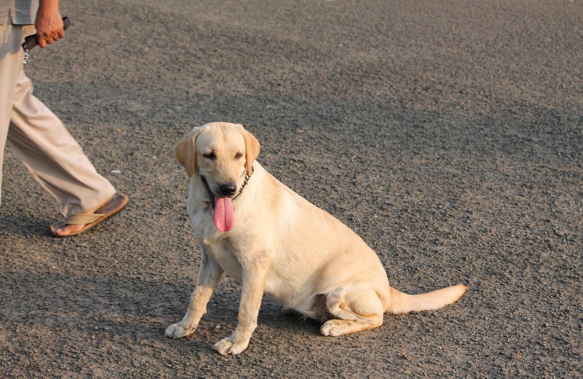 découvrez tous nos conseils pratiques pour prendre soin de votre chiot : alimentation, éducation, santé, jeux et bien-être pour assurer à votre puppy une croissance heureuse et équilibrée.