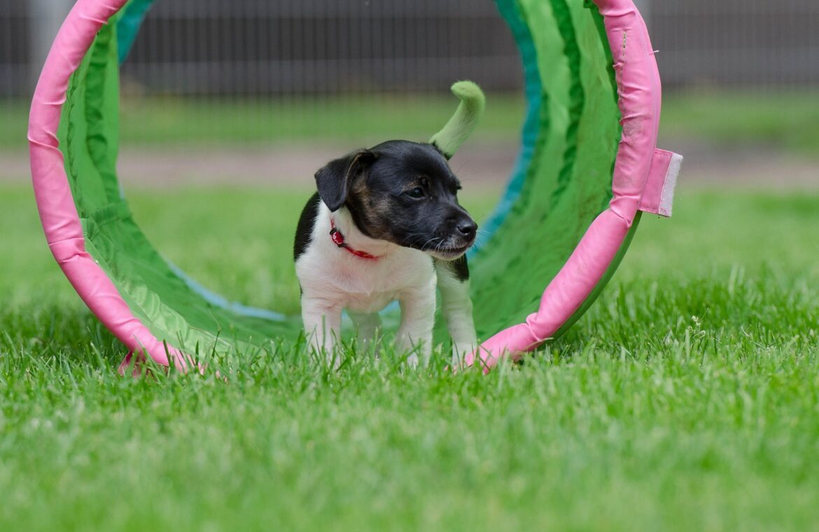 découvrez l'importance de la socialisation des chiots pour élever un chien équilibré. astuces et conseils pour bien socialiser votre puppy dès ses premiers mois.