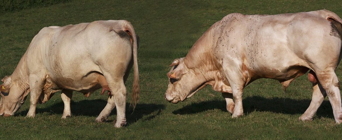 découvrez tout sur la charolaise, une race bovine française réputée pour la qualité de sa viande tendre et savoureuse. informations sur ses origines, caractéristiques, élevage et atouts culinaires.