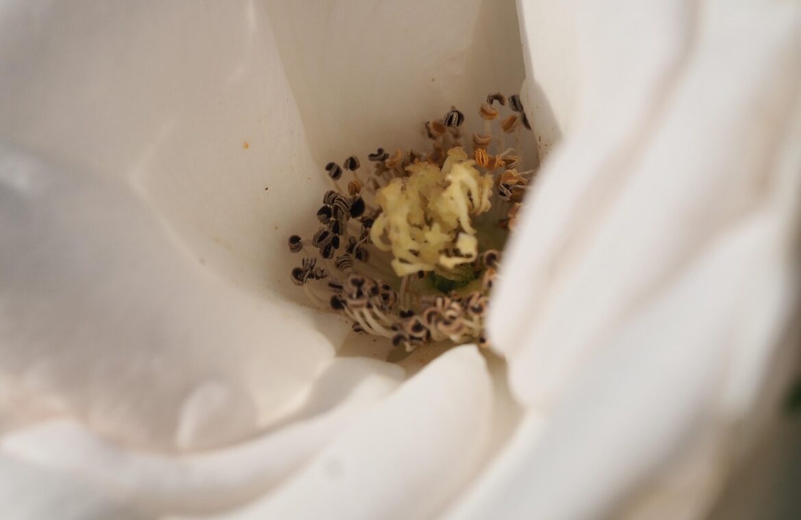 découvrez la symbolique des fleurs funéraires et leur signification lors des cérémonies d'adieu. exprimez vos émotions avec des choix floraux appropriés.