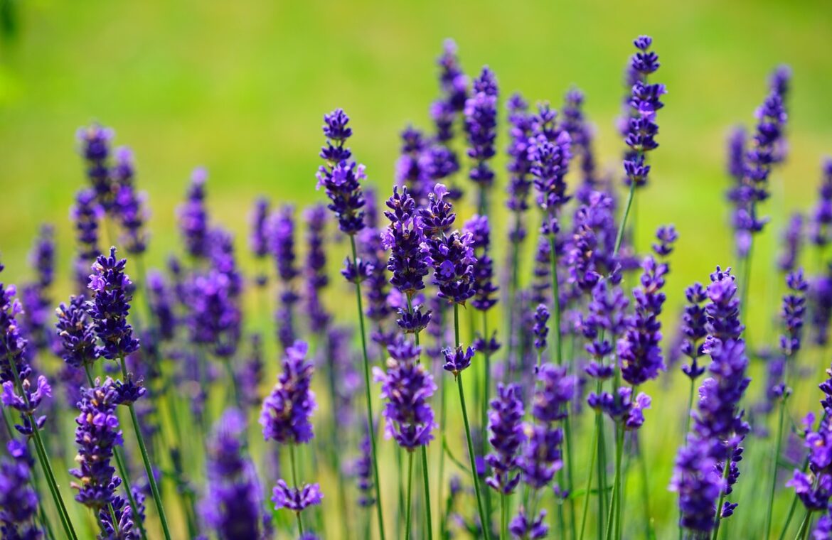 découvrez les plantes médicinales, leurs bienfaits naturels et leurs utilisations traditionnelles pour améliorer votre santé et votre bien-être au quotidien.