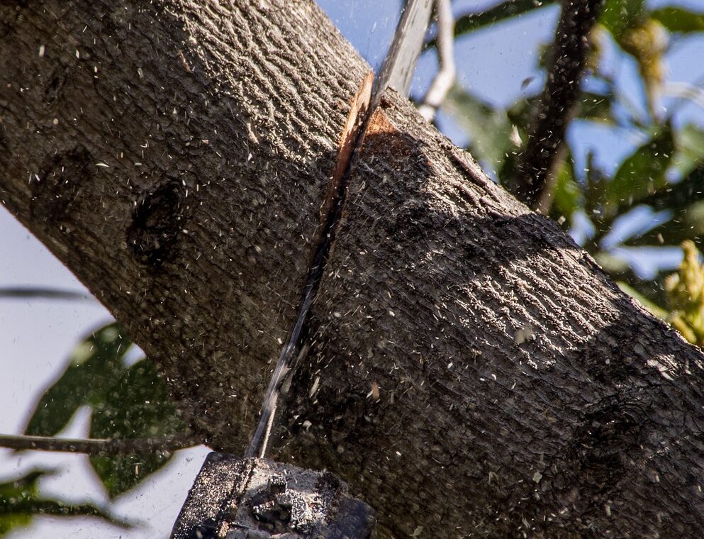 découvrez la saison idéale pour la taille des arbres afin de favoriser leur croissance et leur santé. conseils et meilleures pratiques pour un élagage réussi.