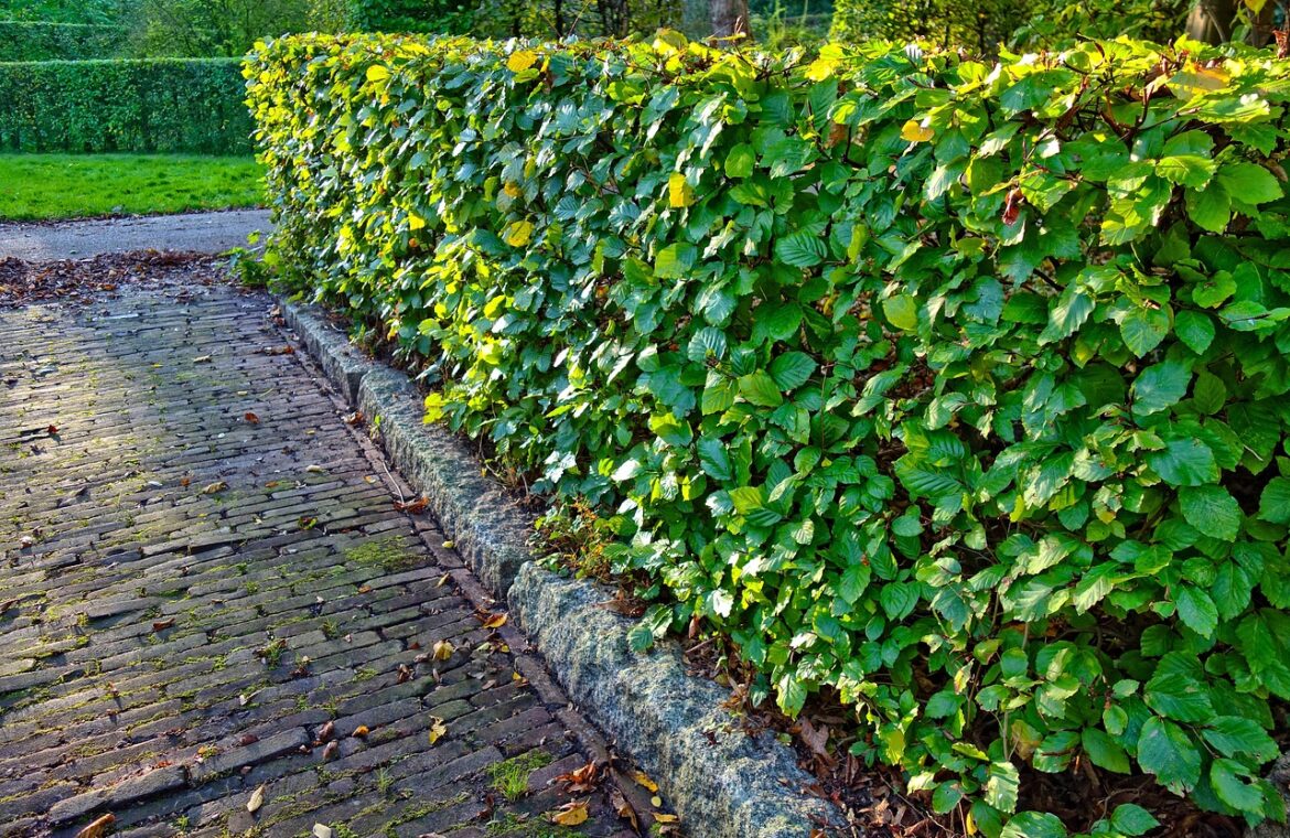 découvrez le calendrier idéal pour tailler vos haies persistantes afin de favoriser leur croissance saine et maintenir un jardin esthétique toute l'année.