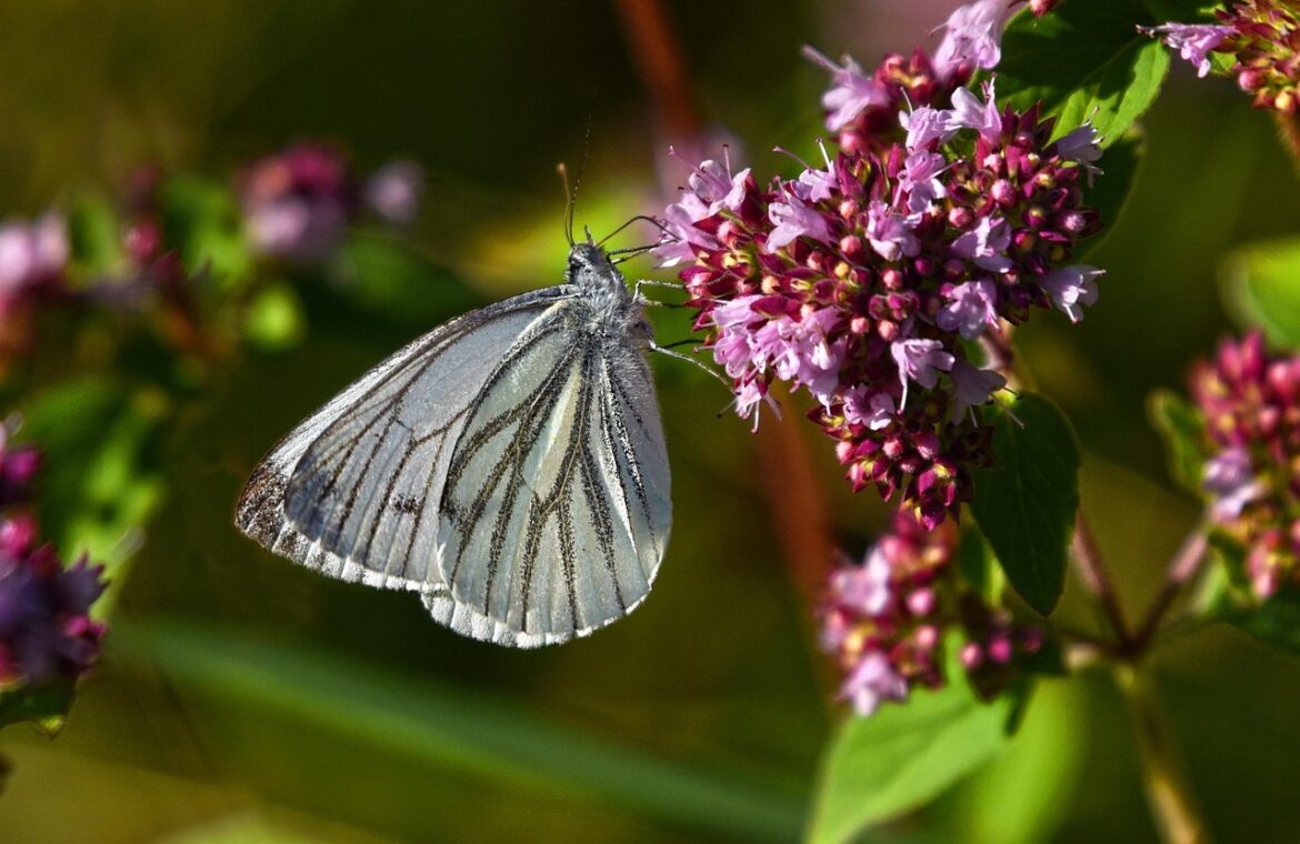 découvrez tout sur le pieris, un arbuste ornemental apprécié pour ses fleurs élégantes et son feuillage coloré. idéal pour embellir jardins et espaces verts.