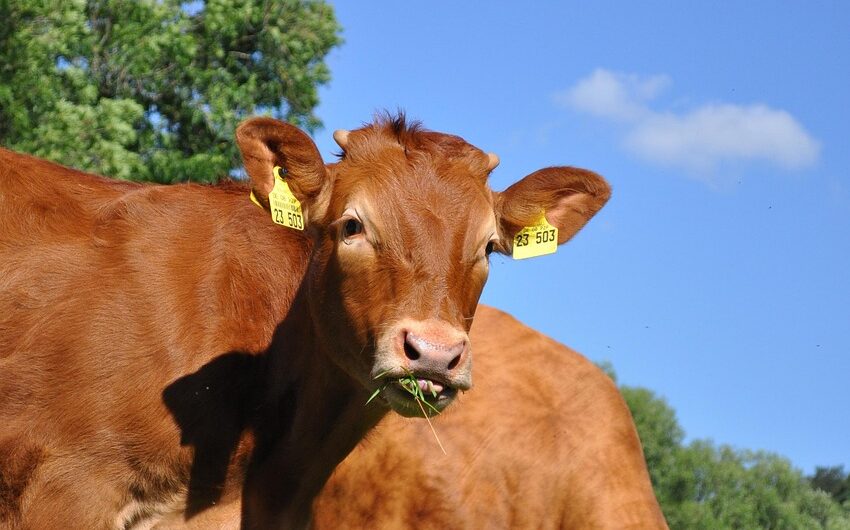 découvrez les différentes races de bovins à viande, leurs caractéristiques et comment choisir la meilleure pour votre élevage.