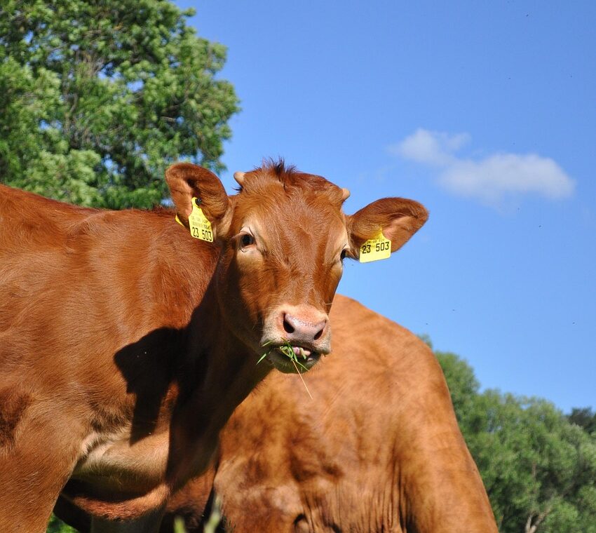 découvrez les différentes races de bovins à viande, leurs caractéristiques et comment choisir la meilleure pour votre élevage.