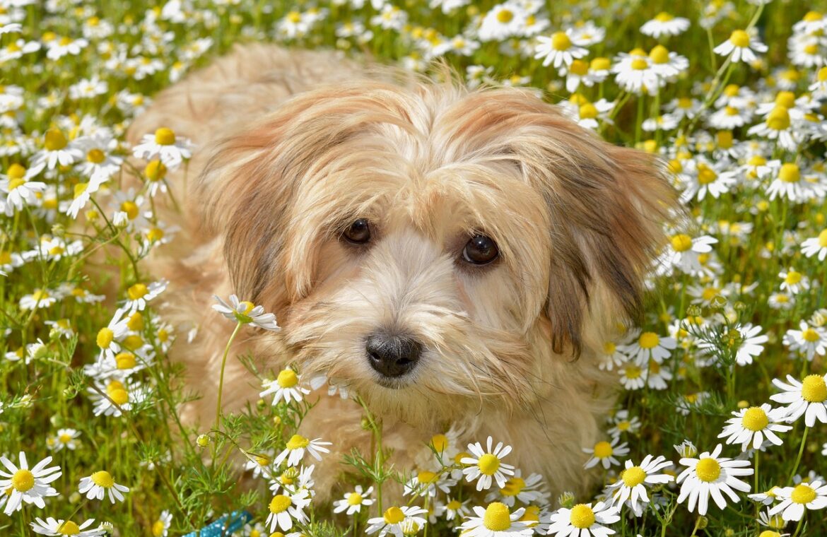 découvrez les conseils essentiels pour une nutrition optimale du havanese, afin de garantir sa santé, son énergie et son bien-être au quotidien.