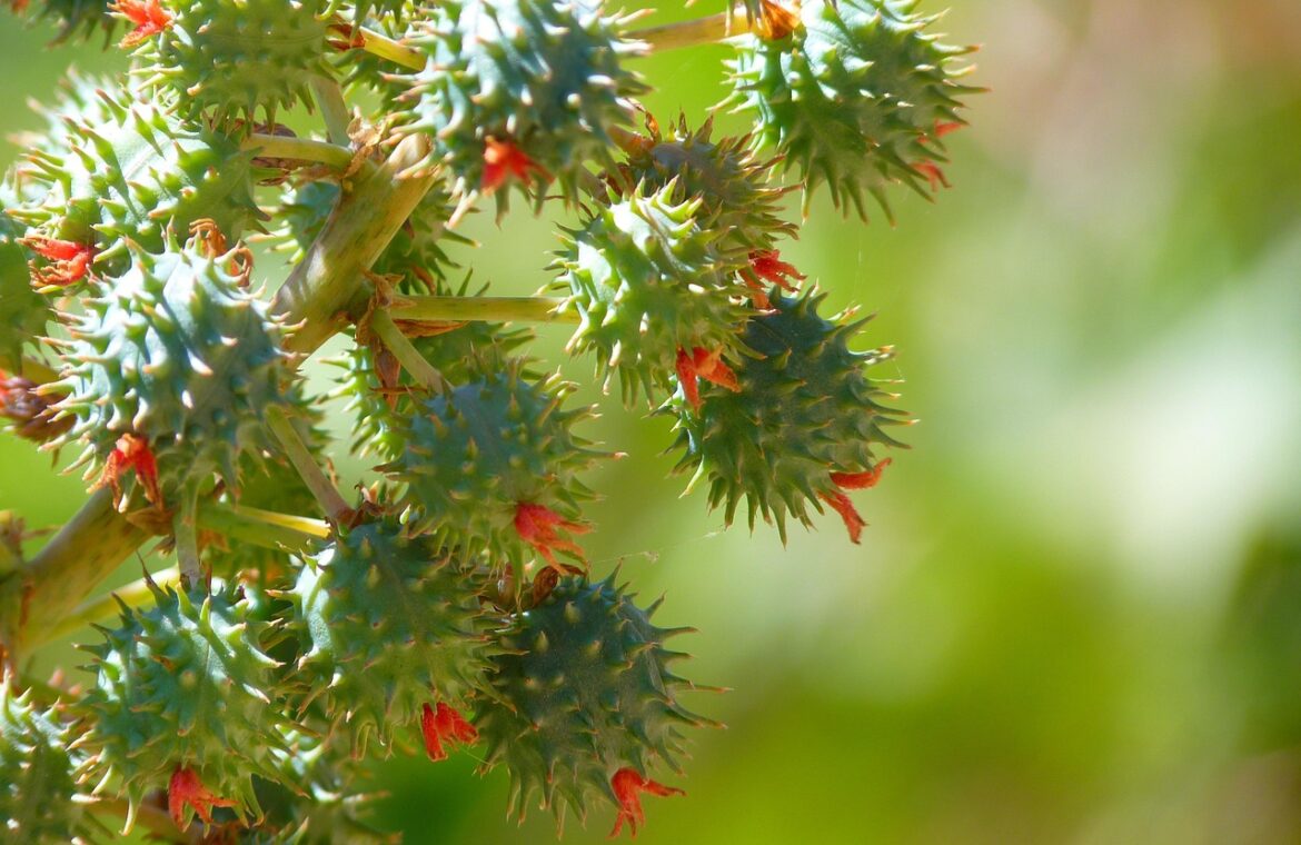 découvrez les bienfaits de l'huile de ricin : soin naturel pour la peau, les cheveux et la santé. apprenez comment l'utiliser efficacement au quotidien.