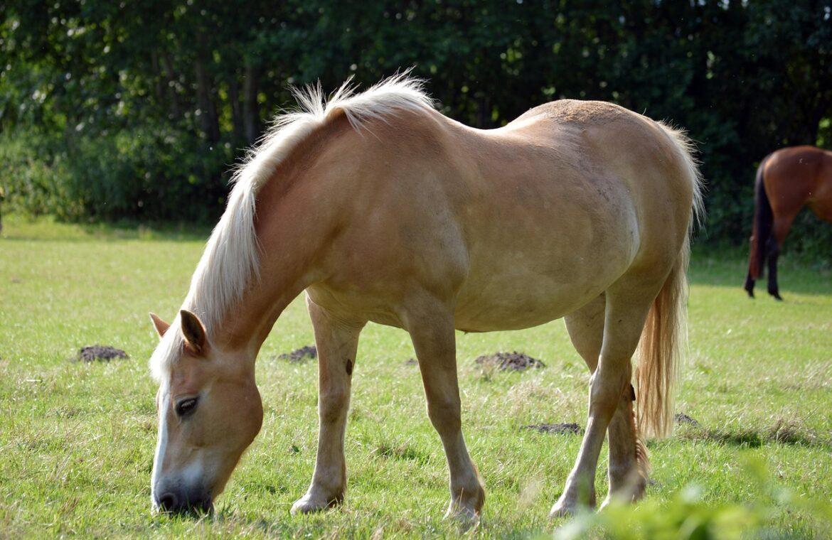 découvrez notre sélection d'aliments pour chevaux, équilibrés et nutritifs, pour assurer la santé et la vitalité de votre cheval au quotidien.