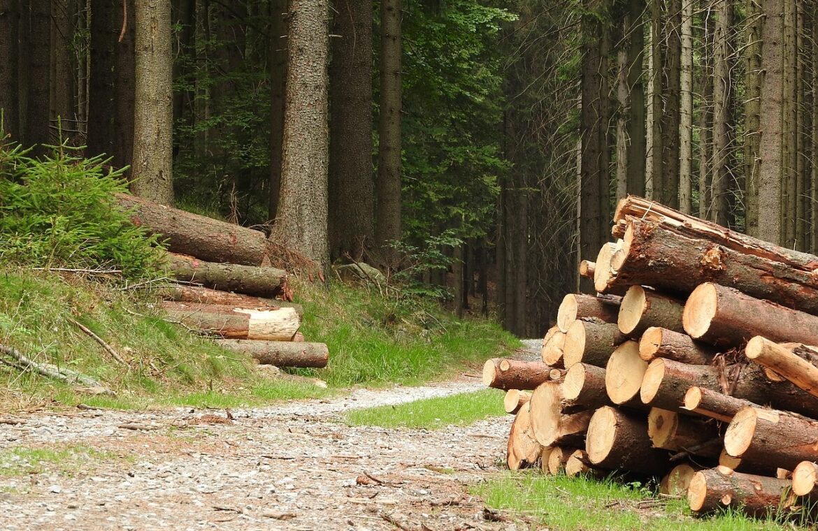 découvrez les pratiques d'exploitation forestière durable, ses enjeux environnementaux et les méthodes utilisées pour gérer les ressources forestières de manière responsable.