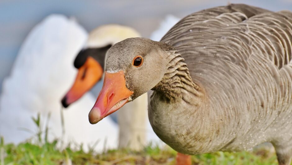Découpe de viande de volaille : lever les filets comme un chef