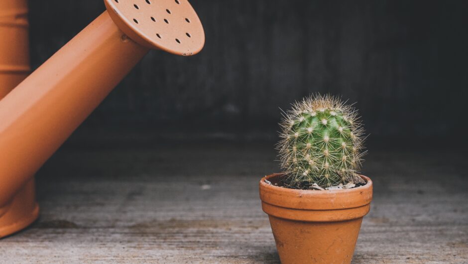 Le tuto pas à pas pour un rempotage réussi sans stresser sa plante