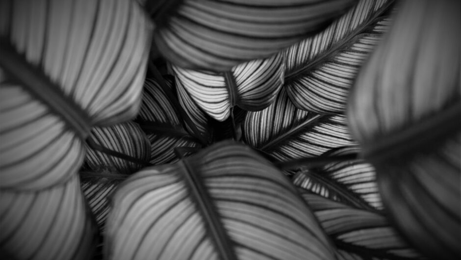 Le guide pour choisir le calathea parfait parmi des dizaines de variétés