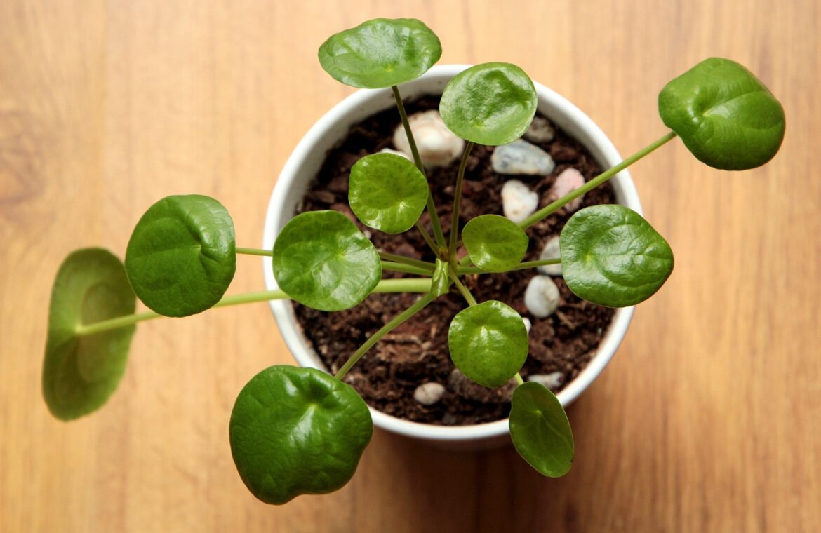 découvrez tout sur la pilea peperomioides, la plante d'intérieur tendance, facile à entretenir, avec ses feuilles rondes et originales qui apportent une touche de fraîcheur à votre décoration.