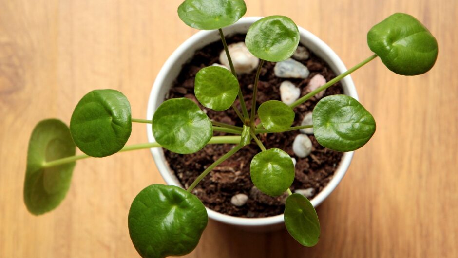 Pilea peperomioides : les secrets de la plante à monnaie chinoise