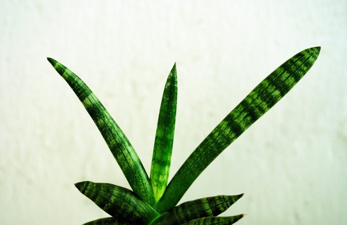 découvrez tout sur le sansevieria, une plante d'intérieur résistante et facile à entretenir, idéale pour purifier l'air de votre maison.