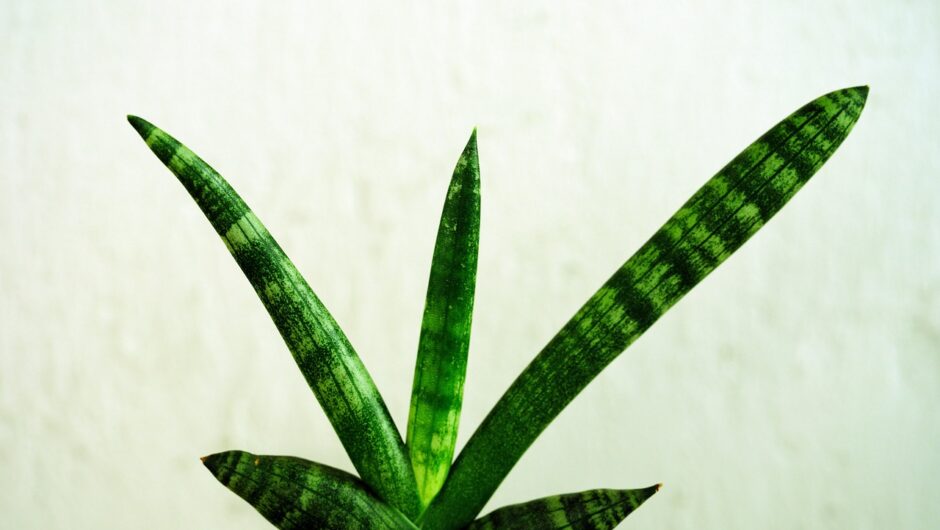 Sansevieria : la plante increvable qui purifie votre air