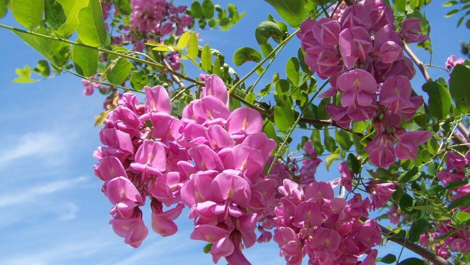 Piquets d’acacia : une solution durable pour les clôtures