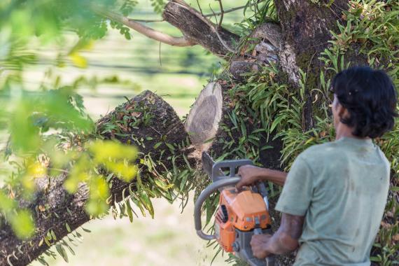 Abattage d’arbres après tempête : les bons réflexes
