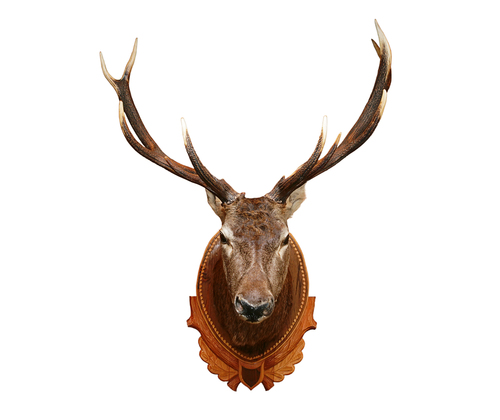 Taxidermiste : quelles étapes pour naturaliser un animal ?