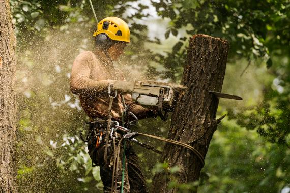 Abattage d’arbre : que faire des branches après intervention ?
