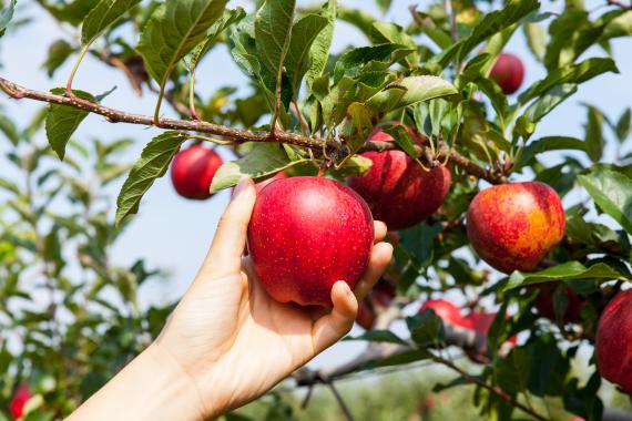Élagage d’un arbre fruitier : quand intervenir sans nuire à sa croissance ?