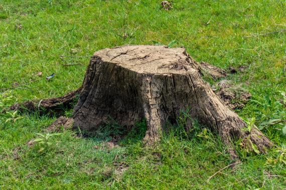 Pourquoi le rogage de souche évite l&rsquo;apparition de champignons lignivores au jardin ?