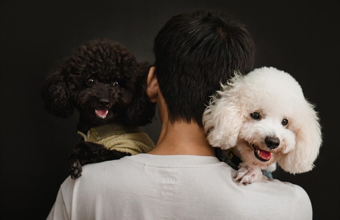 découvrez les meilleurs lieux pour une séance photo avec votre chien : parcs, plages et décors naturels pour des clichés inoubliables.