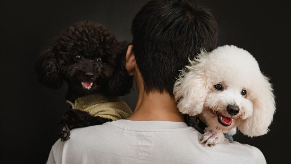 Shooting chien : comment choisir le lieu idéal pour les photos ?